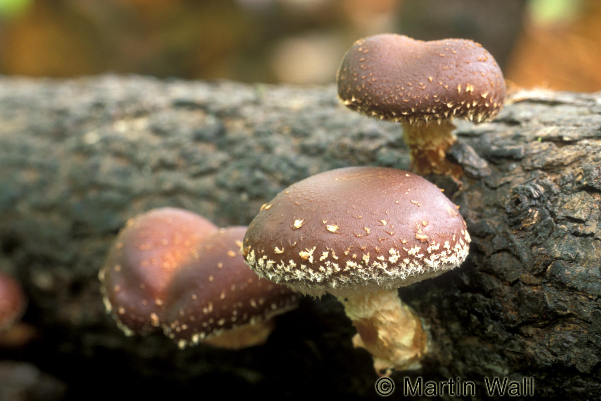 معرفی و راهنمای پرورش قارچ ها - قارچ شی تاکه